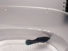 Самка петушка рыбка