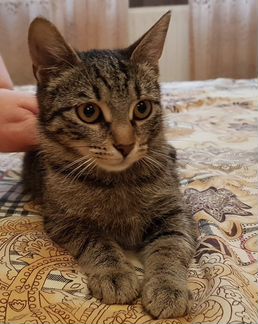 Полосатая кошечка Полина ищет хозяев