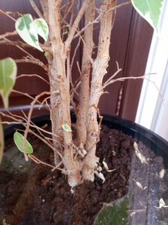 Фикус бенджамина 90см