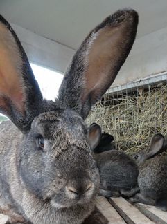 Продам кроликов породы Фландр
