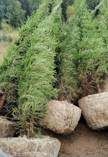 Пихта из Австрии