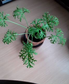 Герань душистая Роза-Лимон,Кола