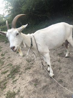 Зааненская дойная коза - фотография № 1