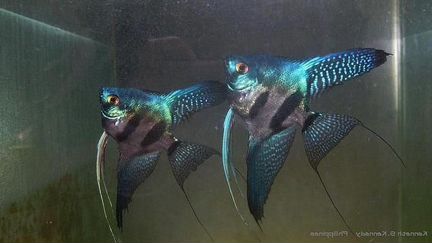 Рыбки аквариумные