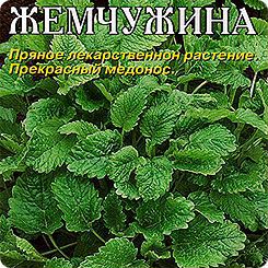 Мята, мелисса