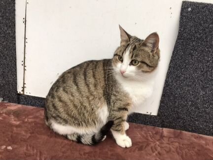 Котик в добрые руки