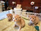Трое рыжих котят ищут своих хозяев