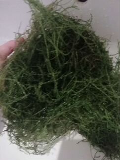 Водоросли для аквариума