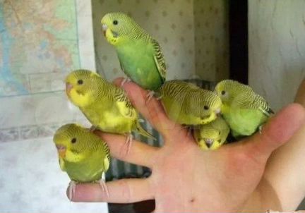 Волнистые попугаи молодые ручные оптом и в розницу