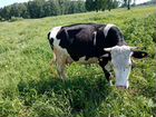 Корова дойная молочная, покрытая объявление продам