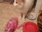 Котик Сеня, около года, бело-рыжий красавчик объявление продам