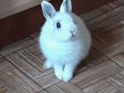 Декоративные карликовые кролики объявление продам