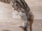 Шотланский котенок