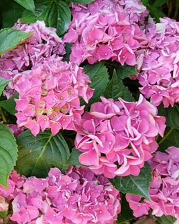 Гортензия
