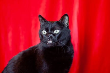 Кот Чернослив, 6 лет