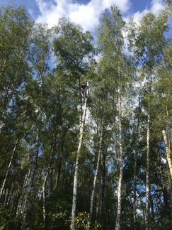 Удаление деревьев,покос травы