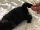 Котенок девочка японский бобтейл объявление продам