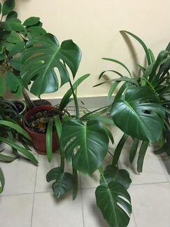 Монстера большая с новыми листьями