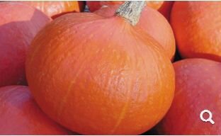 Семена Тыквы 