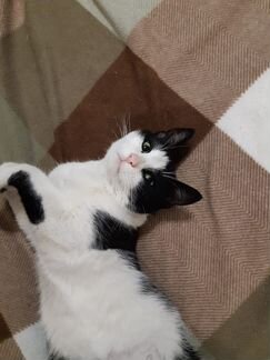 Кошка в добрые руки