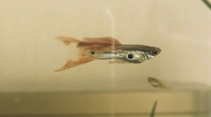 Рыбка гуппи