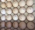 Инкубационное яйцо бройлера кобб 500 Чехия объявление продам