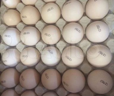 Инкубационное яйцо бройлера кобб 500 Чехия