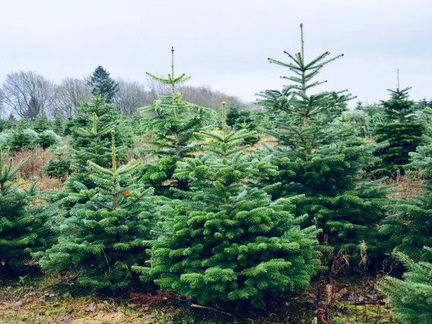 Живые пихты, елки, соны пушистые и ароматные
