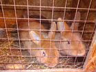 Крольчата 1,2 и 3 месяца