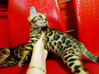 Домашний леопардик. Эффектные бенгальские котята