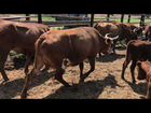 Коровы и бычки 1.5 объявление продам