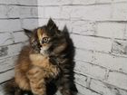 Метис перса и сибирячки (кошка)
