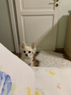 Передержка собак и кошек