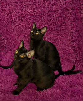 Бомбейская нежность