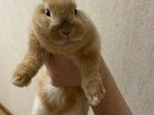 Кролик карликовый торчеухий объявление продам