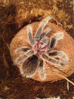 Передержка экзотических животных бесплатно