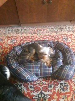 Лежанка для маленькой собаки