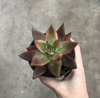 Эхеверия Таурус. Доставка