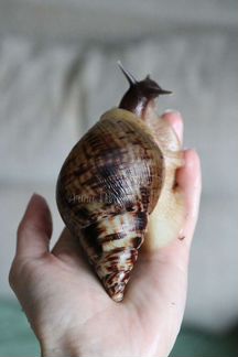 Ахатина ретикулята