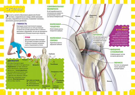 Тело человека