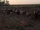 Овцы бараны романовские