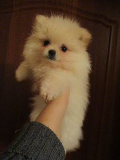 Шпиц белый мини