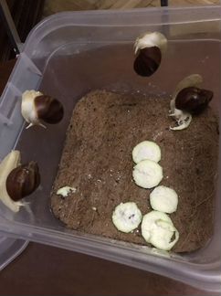 Архахатина паулаэрти улитка