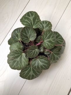 Бегония (Камнеломка плетеносная)