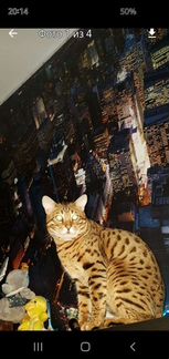 Бенгальский кот