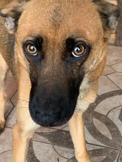 Собачка с говорящими глазами. В дар