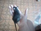 Крыса дамбо