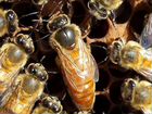 Пчелопакеты, пчеломатки бакфаст на сезон 2022 года