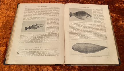 Книга Ч. Корниш 