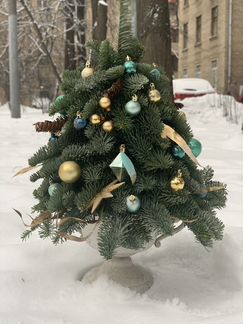 Живая елка новогодняя